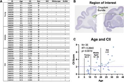 Dysregulated C1q and CD47 in the aging monkey brain: association with myelin damage, microglia reactivity, and cognitive decline